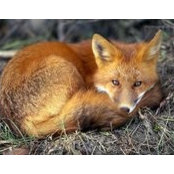 Ken Fox's photo