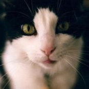 Libby Manicones foto