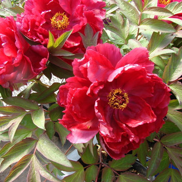 Peony Garden