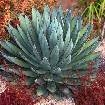 Succulent Plants