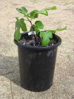  Air-Pot (6) Superoots 1 Gal Equivalent Garden Propagation Pot  Planter Containers : Planters : Patio, Lawn & Garden