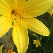 Dana Haley's photo