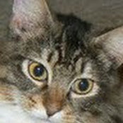Foto di Tamara Barnes