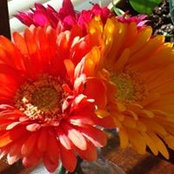 Janet Lambard's photo