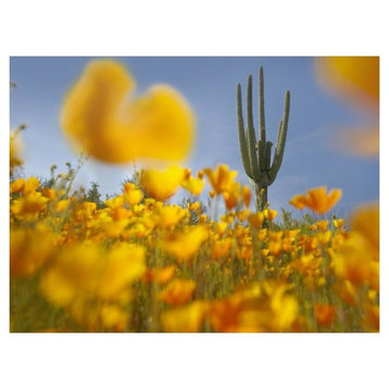 "Saguaro cactus and California Poppy field, Gonzales Pass" Paper Art, 18"x14"