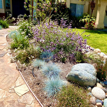 Native Meadow Brightens a small Front Yard