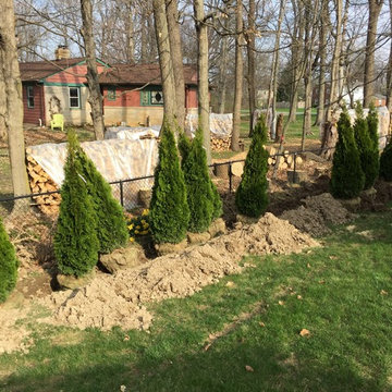 arborvitae hedge
