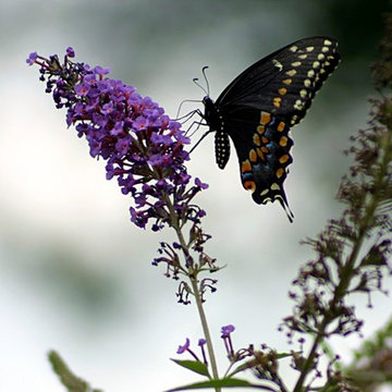 Hummingbird and Butterfly Garden
