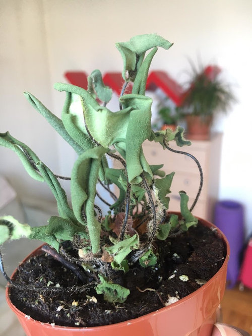 Reviving dried out ferns