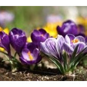 Dolores Bearden's photo