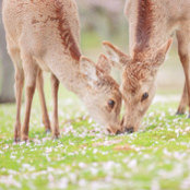 Momo Jiao's photo