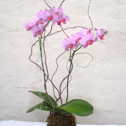 Orchid Slice - Products