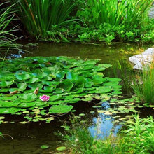 Water Garden