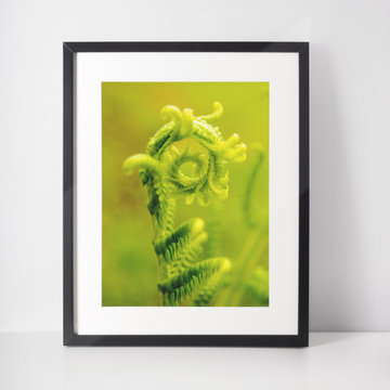 Nature's Perfection Fern Sprout Botanical Nature Photograph Wall Art Prints