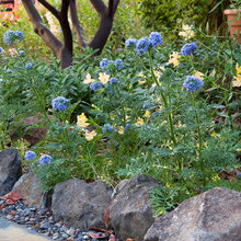 Gardening and Plants