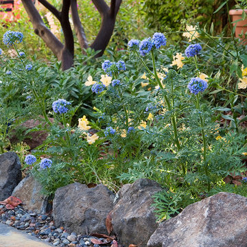 Gilia capitata, Globe gilia