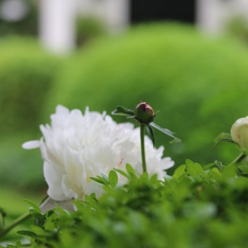 Rosebrook Garden 2017 Garden Tour