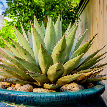 All-Season Court & Cove | North Texas Landscape Design