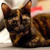 Nat Montella's photo