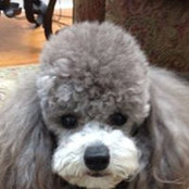 Debbie Abramsさんの写真