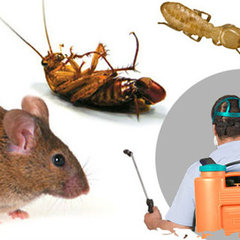 Commercial Pest Control Adelaide