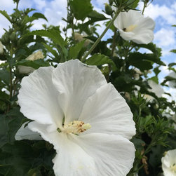 White Angel&trade; Althea - Products