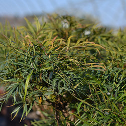 Current Featured Plants - Products