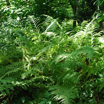 Lady Fern