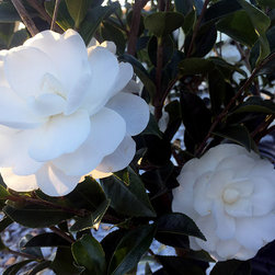 Current Featured Plants - Products