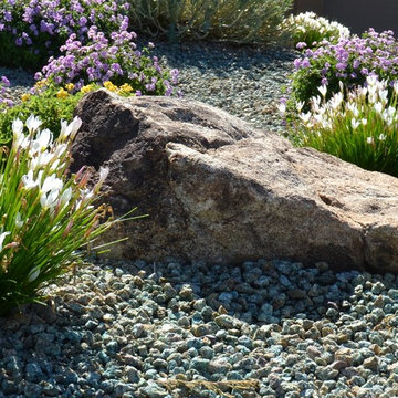 Southwestern Plants