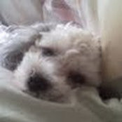 Lorraine Embrescia's photo