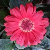 Judy Walker's photo