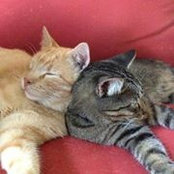 Stacy Hoffman-Flatt's photo