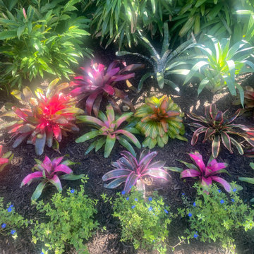 Bromeliad garden collection