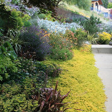 Garden plants