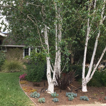 Saratoga - Lawn replacement & reduction