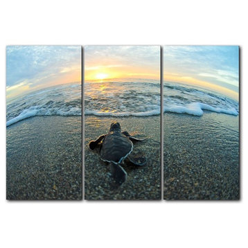 Ready2hangart Christopher Doherty Photography 'Turtle' 3-PC Canvas Art Set