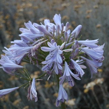 Giardino naturale