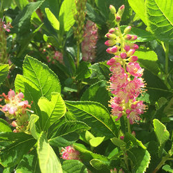 Current Featured Plants - Products
