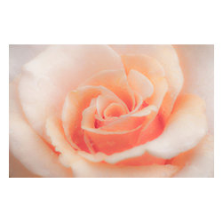 Douglas Page Photographic Arts - Rose Glow, Canvas Giclee - Prints And Posters