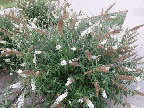 White Flower Spikes 