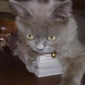 Sheil duron's photo