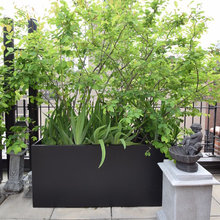 Plants for indoor and outdoor