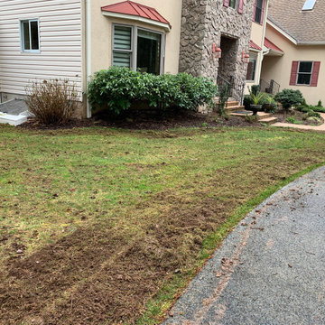 Lawn renovation before & after (6 weeks)