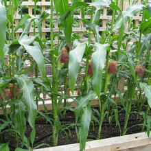 Corn stalks for quilting