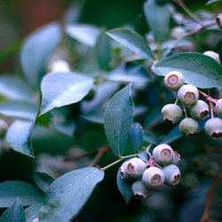 Plants & Fruits - Products