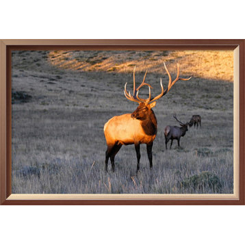 "Elk at First Light" by Vic Schendel, 18"x12"