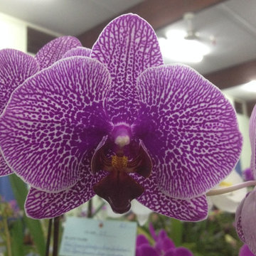 Orchids - by Design