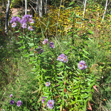 Great Design Plant: New England Aster Ushers in Fall