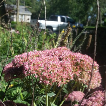 Rockford mulch-less front yard
